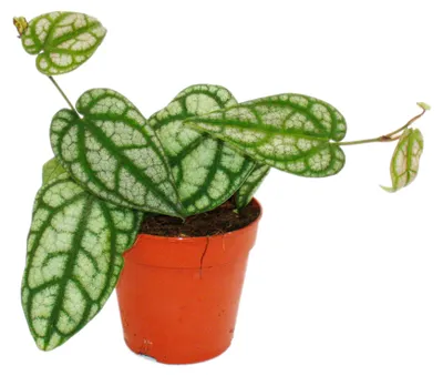 Immagine prodotto di Paprika rampicante - Piper sylvaticum - pianta rampicante - vaso da 12 cm