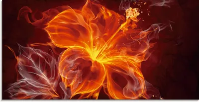 Produktbild von ARTland Glasbild Feuerblume Größe: 100x50 cm