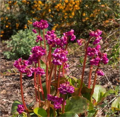 Produktbild von Stauden Gänge 10 x Bergenia cordifolia ‚Eroica' - Bergenie - Winterharte Eleganz mit feurigen Akzenten - Bienenfreundlich