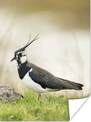 Produktbild von MuchoWow® Poster Vogel - Gras - Tiere - Natur - Kiebitz 120x160 cm - Wandbilder