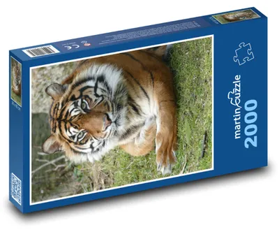 Obrázek produktu pro Puzzle 2000 Ostražitý tygr - martinpuzzle
