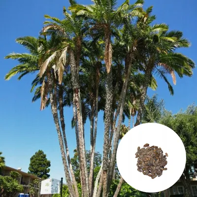 Image de Graines de Phoenix Reclinata - Lot de 50 - Graines de palmier - Robuste - Palmier du Sénégal