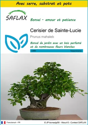 Image de SAFLAX Ensemble de culture - Cerisier de Sainte-Lucie - 30 graines - Prunus