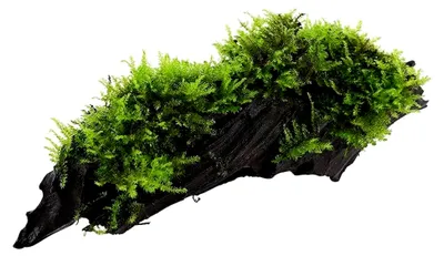 Produktbild von Aquarium Pflanze Vesicularia montagnei 'Christmas' auf Wurzel Nr.003A