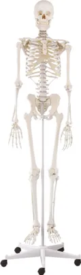 Produktbild von Erler-Zimmer model kostry "Willi"