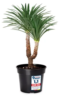 Image de Pot de fleurs rond en plastique, pot à herbes aromatiques, pot de semis pour le jardin ⌀ 45 cm H = 33,5 cm GD-0025