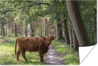 Produktbild von MuchoWow® Poster Schottisches Hochlandrind - Kröte - Baum 180x120 cm - Fotoplakat