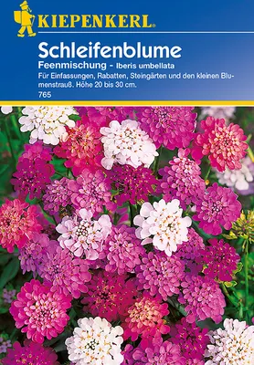 Produktbild von Schleifenblume Iberis Feenmischung | Blumensamen von Kiepenkerl [MHD 01/2023]
