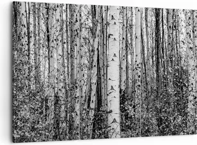 Produktbild von Bild auf Leinwand - Leinwandbild - 3 Teile - Birken Wald Monochrom - 105x70cm - Wand Bild - Wanddeko - Wandbilder - Leinwanddruck - Bilder - Wanddekoration - Leinwand bilder - Wandbild - CE105x70-4643