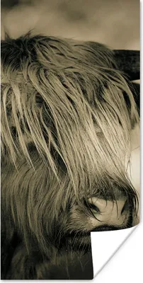 Produktbild von MuchoWow® Poster Schottischer Highlander - Tiere - Haare 60x120 cm - Wandschmuck