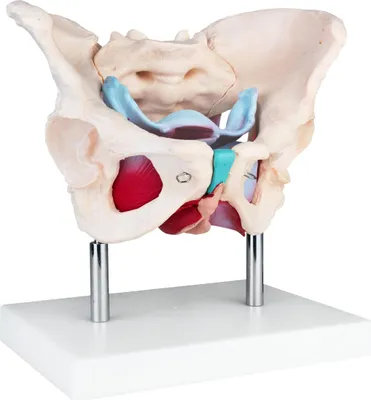 Obrázek produktu pro Anatomický model Model Ženský skelet Pánev Pánevní dno Pánevní model Anatomický model Ženské pánve Pánevní dno Model Pánevní dno Trénink pánevního dna MedMod