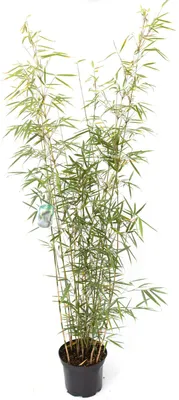 Produktbild von Bambus Fargesia robusta Campbell 7,5 Liter Topf, 100 - 125cm