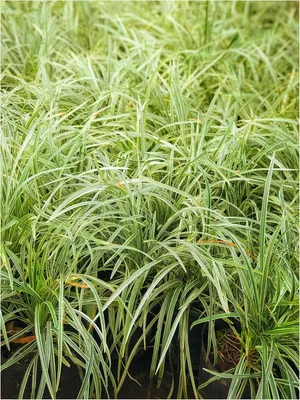 Produktbild von Stauden Gänge 1 x Ophiopogon japonicus 'Variegata' - Bunter Japanischer Schlangenbart - Eleganz in Streifen - Japangarten - Bodendecker