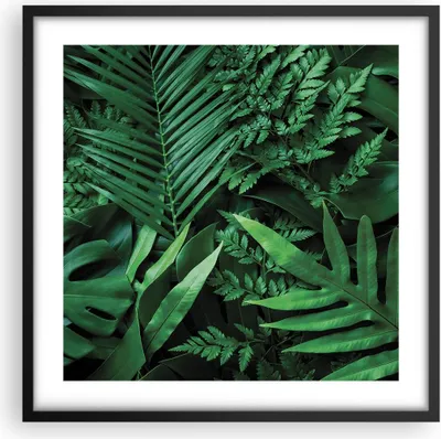 Produktbild von Gerahmtes Poster - Schwarzer Rahmen - Exotisch Blätter Monstera - 50x50 cm - Wand Bild - Wanddeko - Wandbilder - Kunstposter - Wandposter - Bilderrahmen - Bilder - Kunstdruck - P2BAC50x50-4746