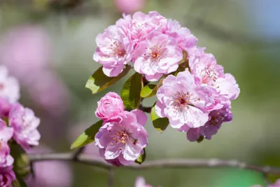 Produktbild von Zierapfel Brandy Magic 80-100 cm, im Topf - Malus
