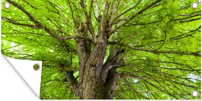 Produktbild von MuchoWow® 160x80 cm Outdoor-Poster Gartendeko Sichtschutz Garten Poster für den Garten  Ein Kastanienbaum im Sommer