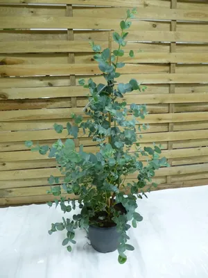 Produktbild von [Palmenlager] Eukalyptus Gunni "Blue Ice" 100 cm - Topf 23 cm Ø - Eucalyptus - frostverträglich -14°C