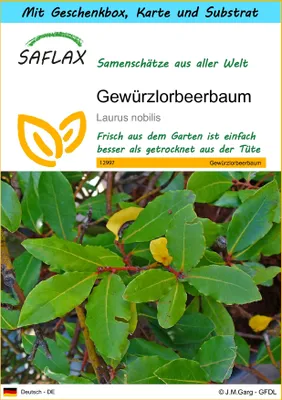 Produktbild von SAFLAX Geschenk Set - Gewürzlorbeerbaum - Laurus nobilis - 6 Samen - Mit Geschenkbox, Versandaufkleber, Geschenkkarte und Anzuchtsubstrat