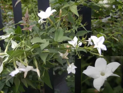 Produktbild von Jasminum officinale - Echter Jasmin - Gewöhnlicher Jasmin - 40-60