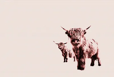 Produktbild von Tadessi Fototapete | Tiere | 4.00 m x 2.70 m | Beige | Creme | Wandbild | Digitaldruck
