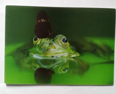 Produktbild von 3 D Ansichtskarte Frosch mit Schmetterling, Postkarte Wackelkarte Hologrammkarte Tiere Frösche Falter