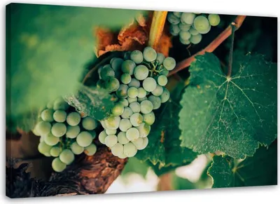 Produktbild von Leinwandbild grüne weintrauben 60x40 cm Feeby grün wandbild bereit zum aufhängen