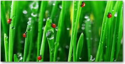Produktbild von Tulup® Glas-Bild - 100x50 -Wandkunst - Wandbild hinter gehärtetem Sicherheitsglas  - Blumen & Pflanzen - Marienkäfer Rasen - Grün