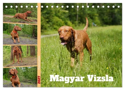 Produktbild von Faszination Magyar Vizsla (Tischkalender 2027 DIN A5 quer), CALVENDO Monatskalender