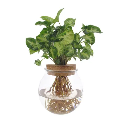Produktbild von Syngonium Pixie Ø12Cm - ↕30Cm