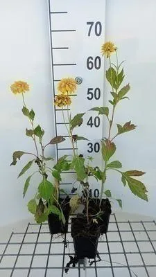 Image de 6 x Rudbeckia lac. 'Goldquelle' - tournesol - pot 9 x 9 cm