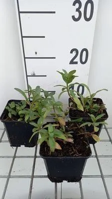 Immagine prodotto di 6 x Lysimachia ephemerum - erba cipollina - vaso 9 x 9 cm