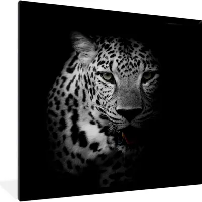 Produktbild von MuchoWow® Gerahmtes Poster Tiere - Schwarz - Weiß - Panther - Porträt 40x40 cm - Poster mit Schwarzem Bilderrahmen Wandposter Rahmen Foto Bilder - Mit Rahmen - Wanddekoration Schlafzimmer