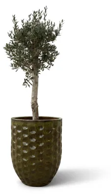 Obrázok produktu pre Olivovník v kvetináči keramickom Provencelia Tropická zelená, Ø55 cm x H65 cm