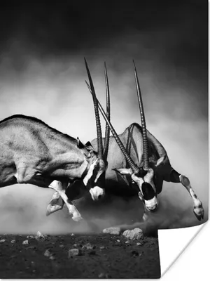 Produktbild von MuchoWow® Poster Antilope - Schwarz und weiß - Porträt - Wildtiere - Tiere 90x120 cm - Wohnzimmer