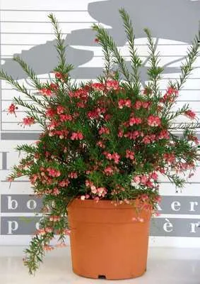 Immagine prodotto di Grevillea juniperina - Grevillea ginepro C2 cm in contenitore
