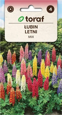 Zdjęcie produktu dla R2818 Łubin Letni 1G Nasiona Mieszanka Mix Kolorów Kwiaty Łubinu
