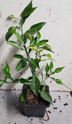Image de Citrus ichangensis (De bouture) / Ichang Papeda