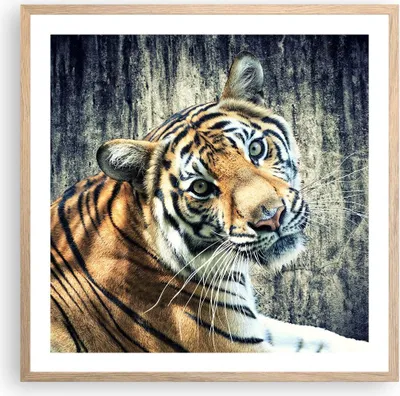 Produktbild von Gerahmtes Poster - Rahmen in heller Eiche - Indien stein tiger wild - 60x60 cm - Wand Bild - Wanddeko - Wandbilder - Wandposter - Bilderrahmen - Bilder - Kunstdruck - Wandbild - P2NAC60x60-2464