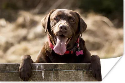Produktbild von MuchoWow® Poster Labrador Retriever schaut über einen Zaun 30x20 cm - Plakate - Print