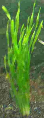 Produktbild von 1 Bund Vallisnerien, Vallisneria, Aquariumpflanze