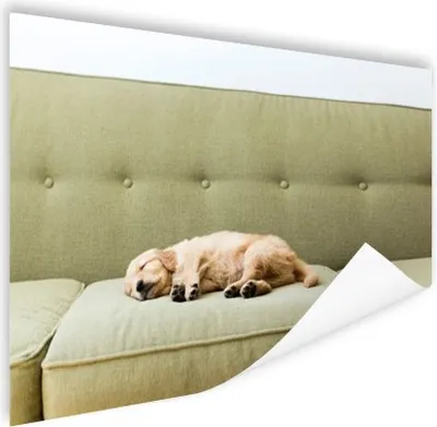 Produktbild von MuchoWow® Poster Schlafendes Hündchen auf dem Sofa 160x120 cm - Foto Plakat