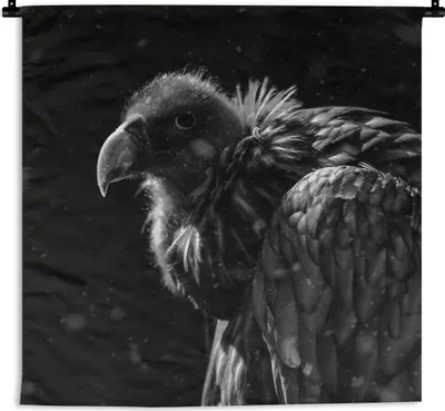 Produktbild von MuchoWow® Wandteppich Wandbehang Porträt eines Goldgeiers vor schwarzem Hintergrund - schwarz-weiß 150x150 cm Tapisserie Dekoration Wandtuch - Wohnaccessoires - Modernes