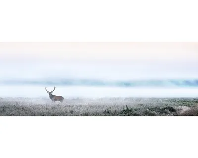 Produktbild von Glasbild Deer in the fog 80x30 cm