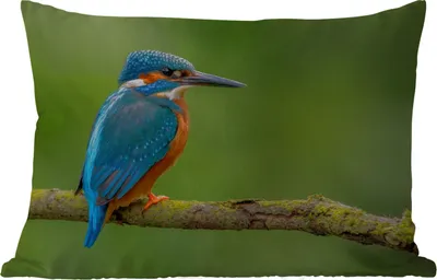 Produktbild von MuchoWow® Outdoor Kissen - Eisvogel - Zweig - Moos - Vogel - Grün - 60x40 cm - Wetterfest - Lounge Kissen - Zierkissen - Kissen für Innenräume