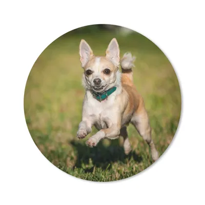 Produktbild von MuchoWow® Mauspad Mousepad Ein lächelnder Chihuahua hüpft durch das Gras 30x30 cm - Mousepads - Maus Mat - Pad - Mausunterlage - Tischunterlage - Schreibtischmatten