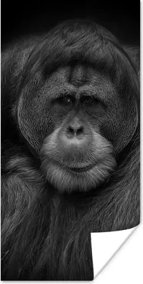 Produktbild von MuchoWow® Poster Orang-Utan-Profil in Schwarz und Weiß 60x120 cm - Wandschmuck