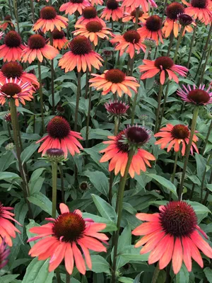 Zdjęcie produktu dla 6 x Echinacea purp. 'Hot Summer'- Sonnenhut - Topf 9x9 cm