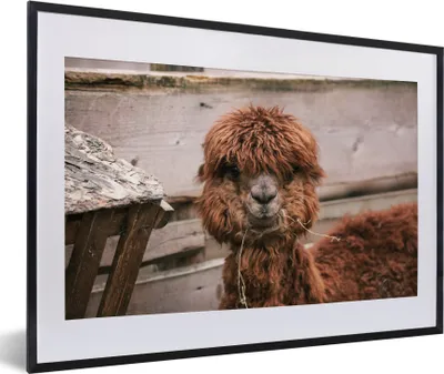 Produktbild von MuchoWow® MuchoWow® Gerahmtes Poster Alpaka - Tiere - Fell 60x40 cm - Poster mit zchwarzem Bilderrahmen - Schlafzimmer - Plakat in Rahmen - Drucken