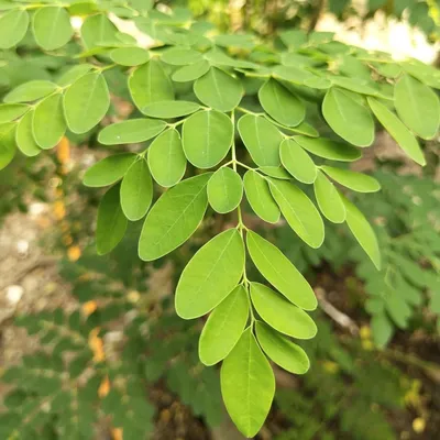 Produktbild von Moringa (Moringa oleifera)  - 10 Samen