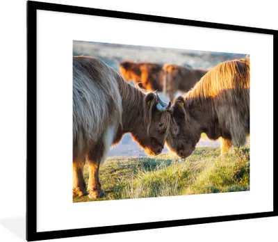 Produktbild von MuchoWow® Gerahmtes Poster Schottische Highlander - Tiere - Sonne 80x60 cm - Poster mit Schwarzem Bilderrahmen Wandposter Rahmen Foto Bilder - Schlafzimmer-Dekorationen - Fotoposter